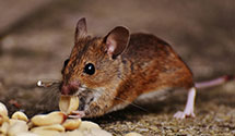 24 Hour & Emergency Exterminators in Newton, NC